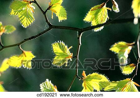 Beech View Large Photo Image Stock Image - Beech. Fotosearch
