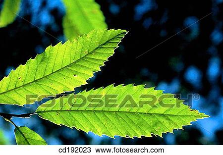 Stock Image - Beech. Fotosearch