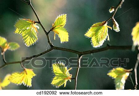 Beech View Large Photo Image Stock Image - Beech. Fotosearch