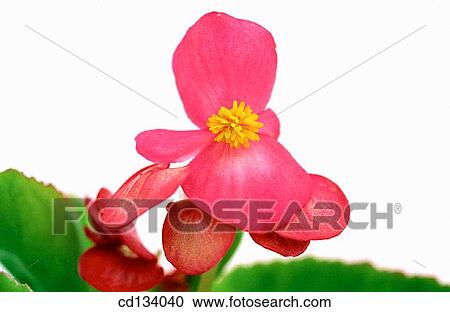 Stock Image - Begonia semperflorens. Fotosearch