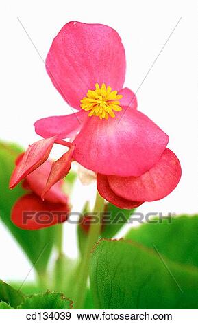 Begonia semperflorens View Large Photo Image Stock Photo - Begonia semperflorens. Fotosearch