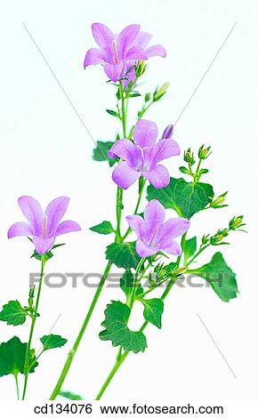 Stock Photograph - Bellflower, Campanula portenschlageana. Fotosearch