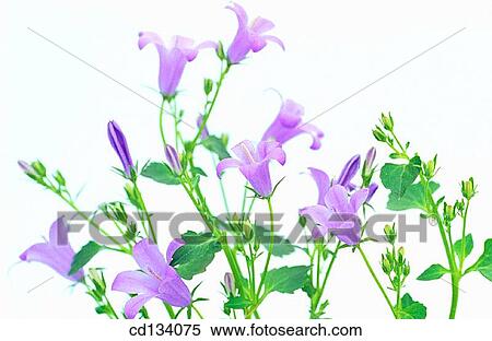 Stock Photography - Bellflower, Campanula portenschlageana. Fotosearch