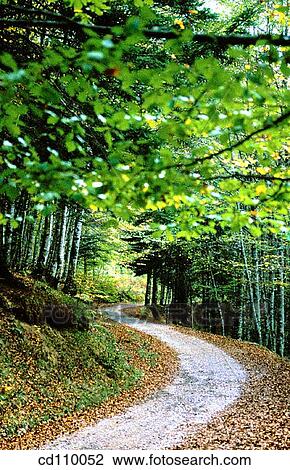 bend, country, curve, day, forest View Large Photo Image Stock Image - bend, country, curve, day, forest. Fotosearch