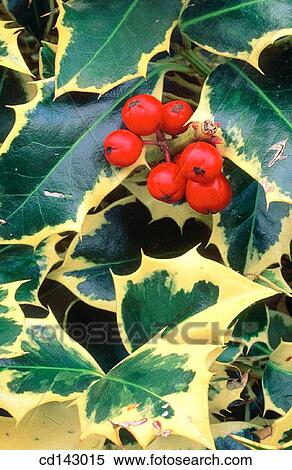 Stock Photography - Berries. Fotosearch