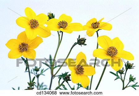 Bidens sp. View Large Photo Image Stock Photo - Bidens sp.. Fotosearch