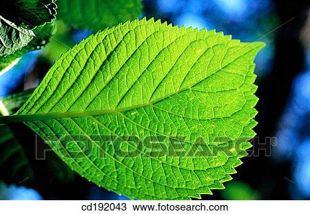 Bigleaf Hydrangea (Hydrangea macrophylla) View Large Photo Image Stock Image - Bigleaf Hydrangea (Hydrangea macrophylla). Fotosearch