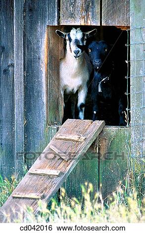 Billy goats View Large Photo Image Stock Photograph - Billy goats. Fotosearch