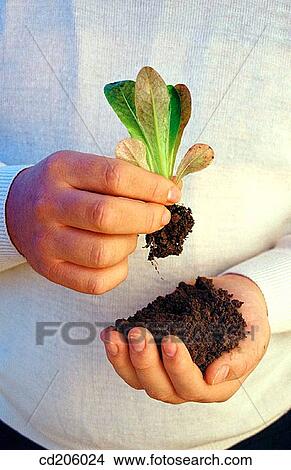 Biological farming, cultivation, country, Close-up, agriculture View Large Photo Image Picture - Biological farming, cultivation, country, Close-up, agriculture. Fotosearch