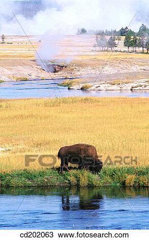 Bison (Bison bison) and geysers. Yellowstone NP. Wyoming. USA View Large Photo Image Stock Image - Bison (Bison bison) and geysers. Yellowstone NP. Wyoming. USA. Fotosearch