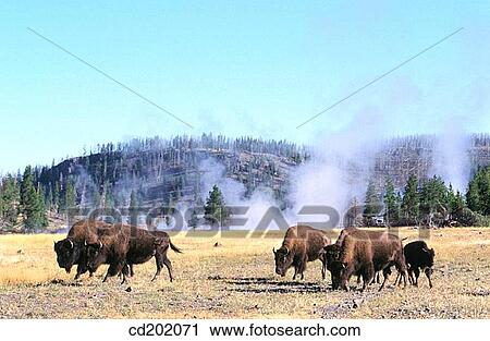 Bisons (Bison bison) and geysers. Yellowstone NP. Wyoming. USA View Large Photo Image Stock Image - Bisons (Bison bison) and geysers. Yellowstone NP. Wyoming. USA. Fotosearch