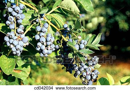 Blueberry crop View Large Photo Image Picture - Blueberry crop. Fotosearch