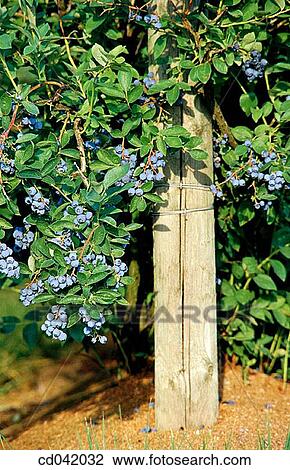 Blueberry crop View Large Photo Image Stock Image - Blueberry crop. Fotosearch