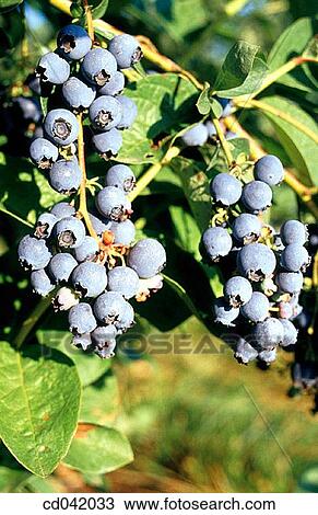 Stock Image - Blueberry crop. Fotosearch