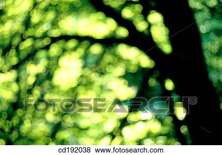 blurred, day, detail, foliage, forest View Large Photo Image Stock Photo - blurred, day, detail, foliage, forest. Fotosearch