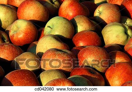 Blush apples View Large Photo Image Stock Image - Blush apples. Fotosearch