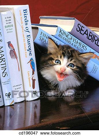 book, Domestic animal, cat, bookcase, animal View Large Photo Image Stock Photo - book, Domestic animal, cat, bookcase, animal. Fotosearch