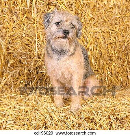 Stock Photo - Border Terrier. Fotosearch