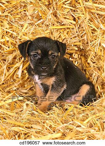 Stock Photo - Border Terrier. Fotosearch