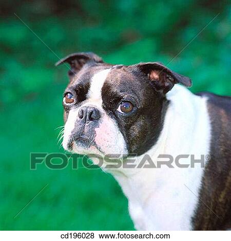 Boston Terrier View Large Photo Image Stock Photo - Boston Terrier. Fotosearch
