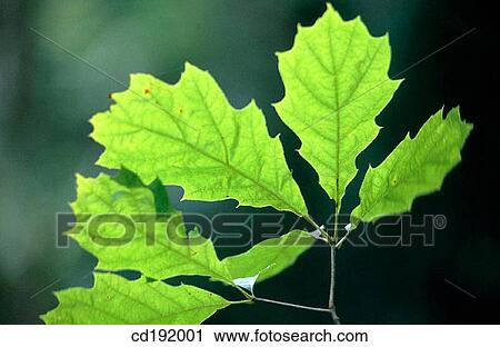 botany, Close-up, concept, day, detail View Large Photo Image Stock Image - botany, Close-up, concept, day, detail. Fotosearch