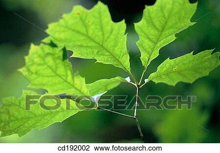 botany, Close-up, concept, day, detail View Large Photo Image Stock Image - botany, Close-up, concept, day, detail. Fotosearch