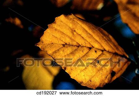 botany, concept, Close-up, brown, autumn View Large Photo Image Stock Photo - botany, concept, Close-up, brown, autumn. Fotosearch