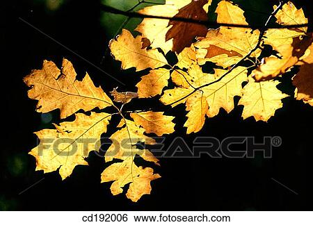 botany, concept, Close-up, brown, autumn View Large Photo Image Stock Photograph - botany, concept, Close-up, brown, autumn. Fotosearch