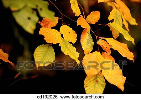 botany, concept, Close-up, brown, autumn View Large Photo Image Stock Photograph - botany, concept, Close-up, brown, autumn. Fotosearch