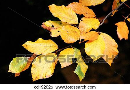 botany, concept, Close-up, brown, autumn View Large Photo Image Stock Photography - botany, concept, Close-up, brown, autumn. Fotosearch