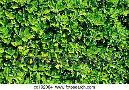 Picture - Box (Buxus sempervirens). Fotosearch