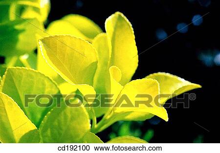 Box (Buxus sempervirens) View Large Photo Image Stock Image - Box (Buxus sempervirens). Fotosearch