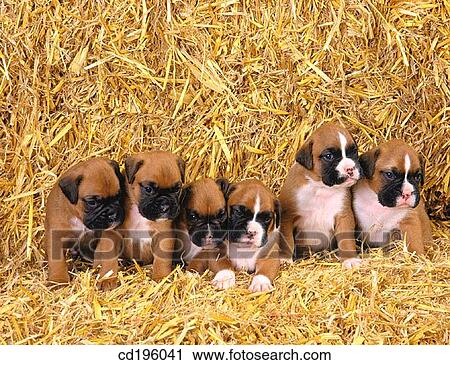 Boxer dog puppies View Large Photo Image Stock Image - Boxer dog puppies. Fotosearch