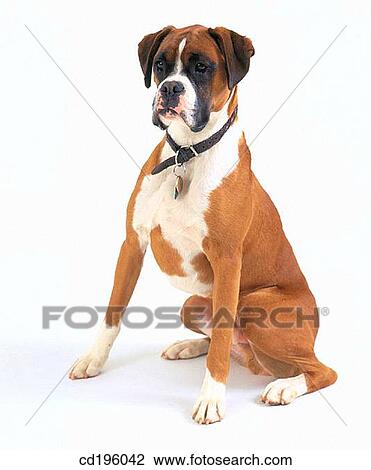 Boxer View Large Photo Image Stock Image - Boxer. Fotosearch