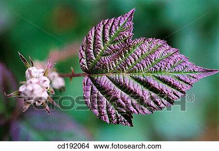 Picture - Bramble. Fotosearch