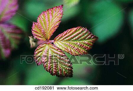 Bramble View Large Photo Image Stock Image - Bramble. Fotosearch
