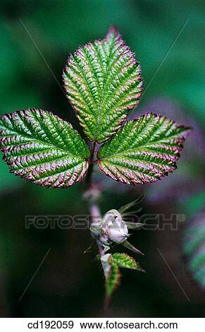 Bramble View Large Photo Image Stock Photo - Bramble. Fotosearch