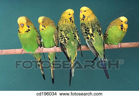 Picture - Budgerigars (Melopsittacus undulatus). Fotosearch