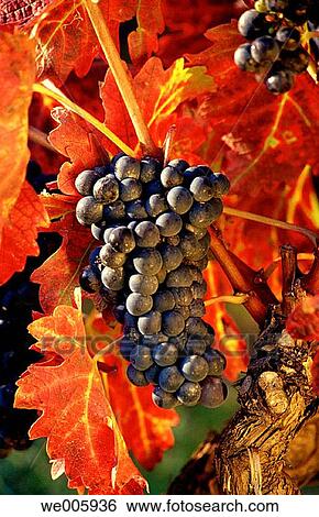 bunch, crop, country, Close-up, agriculture View Large Photo Image Stock Photograph - bunch, crop, country, Close-up, agriculture. Fotosearch
