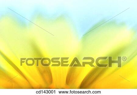 Bush Sunflower (Encelia californica) View Large Photo Image Stock Image - Bush Sunflower (Encelia californica). Fotosearch