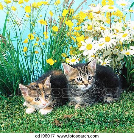 buttercup, day, Daisy, cat, animal View Large Photo Image Stock Photo - buttercup, day, Daisy, cat, animal. Fotosearch