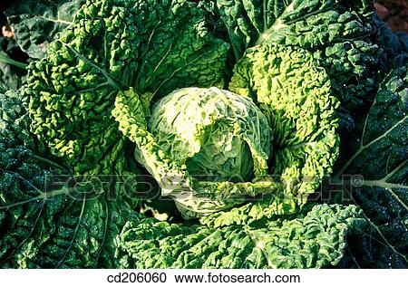 Stock Image - Cabbage. Fotosearch