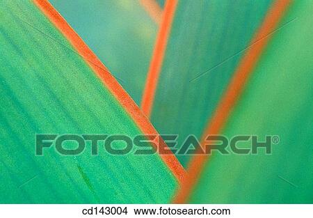 Cactus View Large Photo Image Picture - Cactus. Fotosearch