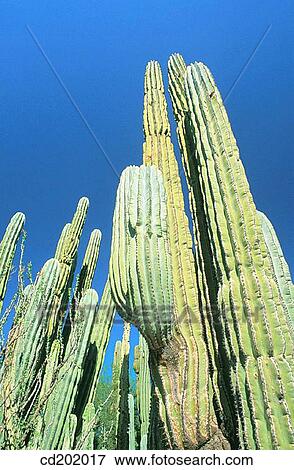 Cactus. Sonoran Desert. Arizona View Large Photo Image Stock Photo - Cactus. Sonoran Desert. Arizona. Fotosearch