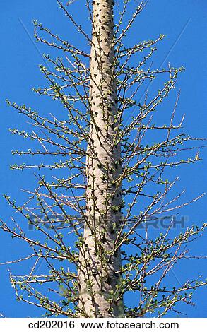 Cactus. Sonoran Desert. Arizona View Large Photo Image Stock Photograph - Cactus. Sonoran Desert. Arizona. Fotosearch