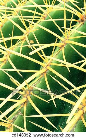 Cactus View Large Photo Image Stock Image - Cactus. Fotosearch