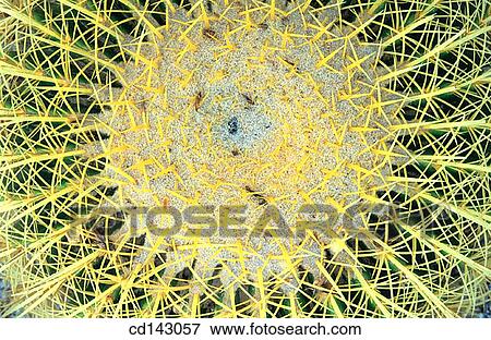 Cactus View Large Photo Image Stock Photo - Cactus. Fotosearch