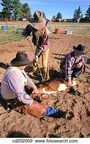 Calf tagging. Colorado. USA View Large Photo Image Stock Photo - Calf tagging. Colorado. USA. Fotosearch