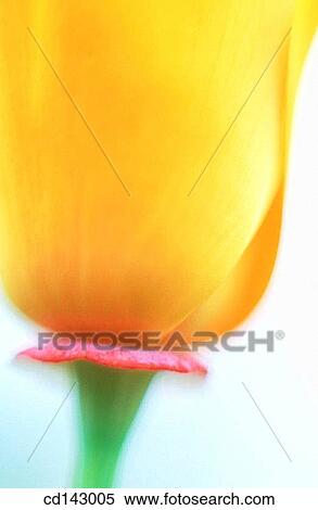 California Poppy (Eschscholzia californica) View Large Photo Image Stock Photography - California Poppy (Eschscholzia californica). Fotosearch