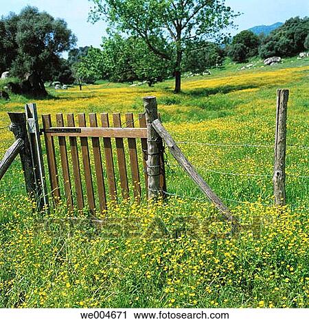 calm, country, day, fence, flower View Large Photo Image Stock Image - calm, country, day, fence, flower. Fotosearch